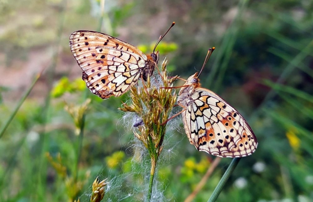 A close-up shot of butterflies at Lake Van basin. Photograph: Ahmet Okur/Anadolu Agency/Getty Images